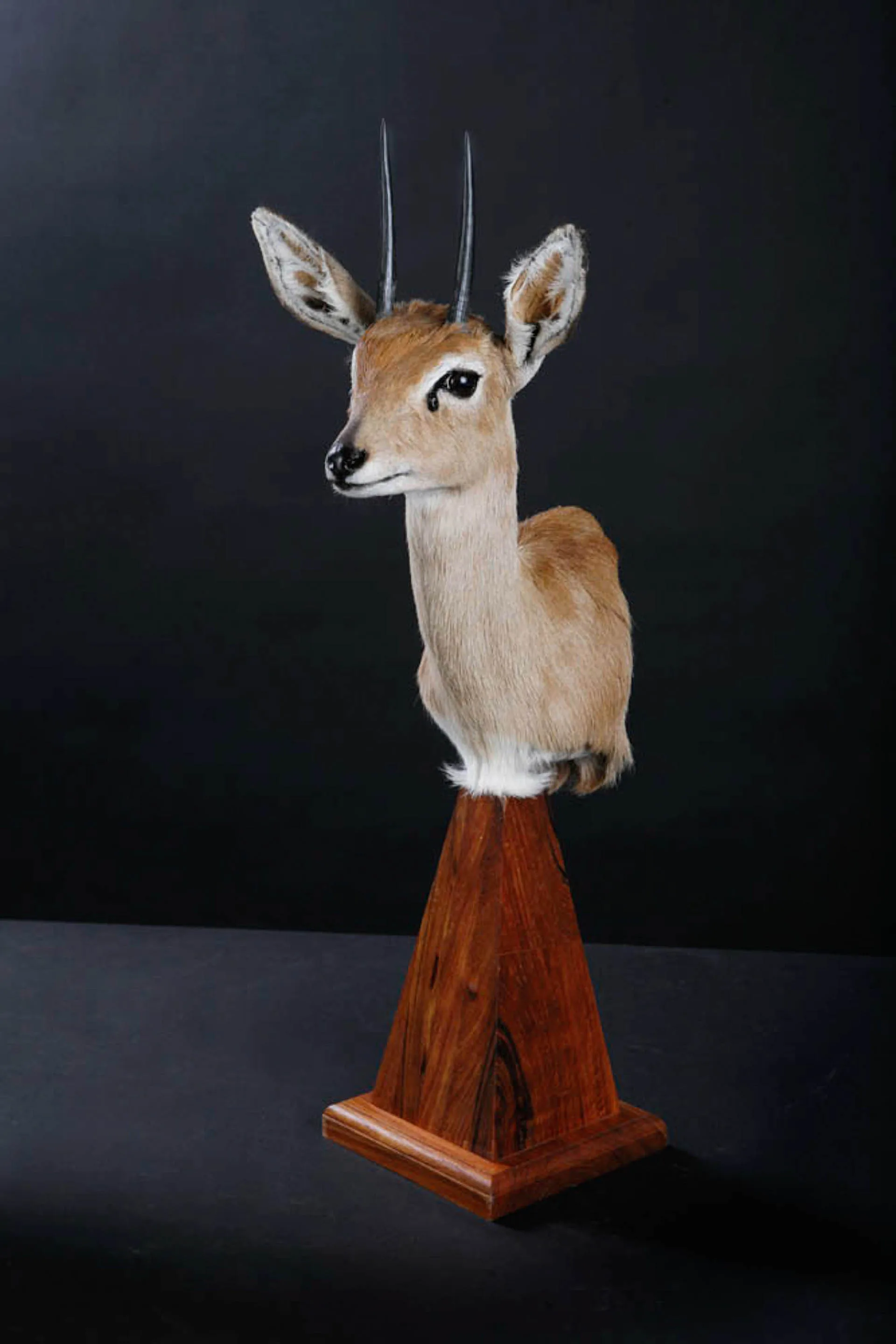 Steenbok Pedestal Pedestal Mount — Highveld Taxidermists